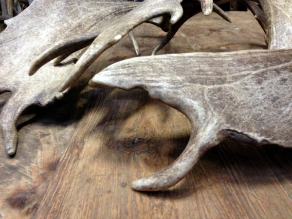 Antlers of fallow deer.