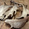 Antieke schedel, horens van een lesser kudu.