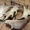 Antique, skull, horns of a lesser kudu.