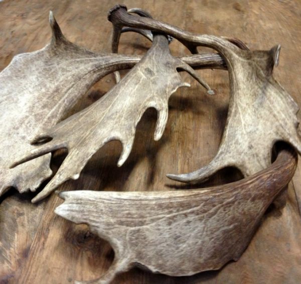 Antlers of fallow deer.