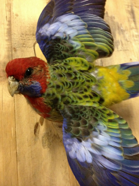 Fresh mounted pennant parakeet