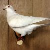 Mounted white pigeon.