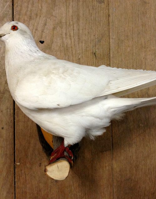 Mounted white pigeon.