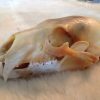 Complete skull of a polar bear