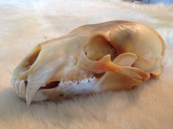 Complete skull of a polar bear