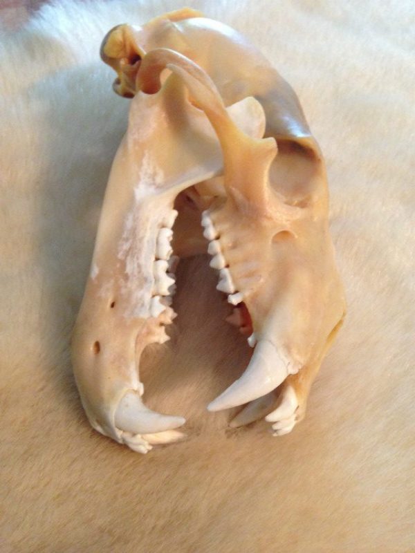 Complete skull of a polar bear