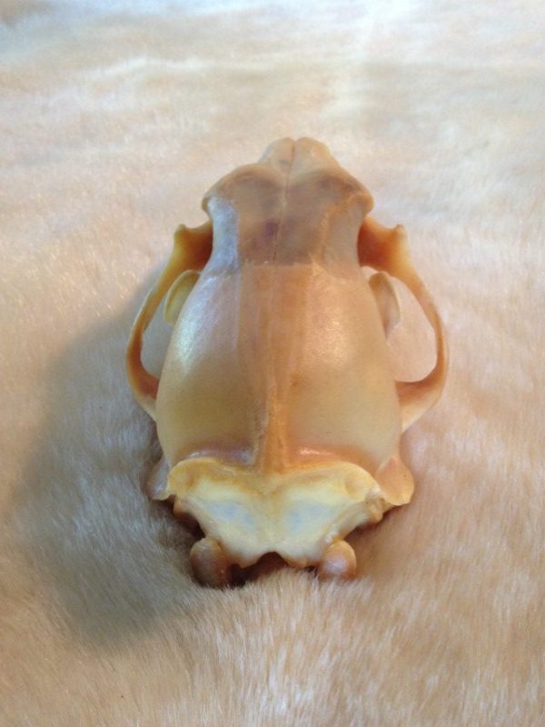 Complete skull of a polar bear