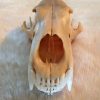 Complete skull of a polar bear