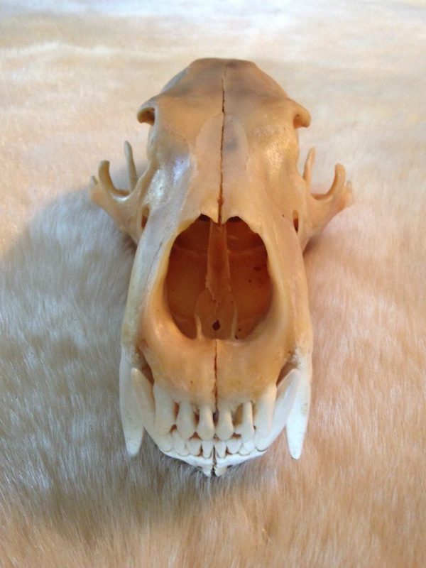 Complete skull of a polar bear