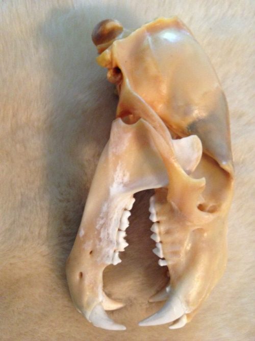 Complete skull of a polar bear