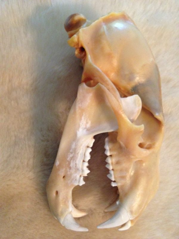 Complete skull of a polar bear