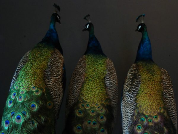 Mounted peacocks mounted on a pedestal. Fresh taxidermy.