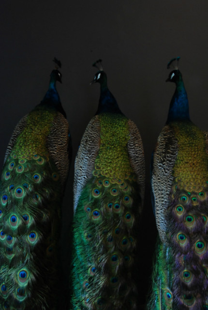 Mounted peacocks mounted on a pedestal. Fresh taxidermy.