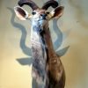 Very big trophy head of a kudu bull.