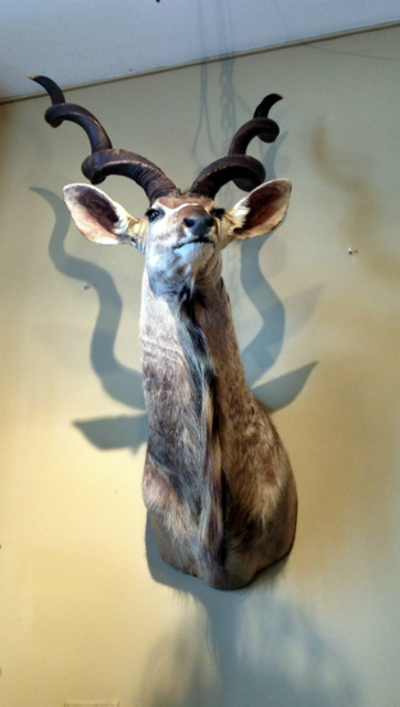 Zeer grote trofee van een kapitale kudu.