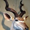 Very big trophy head of a kudu bull.