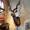 Enormous trophy head of a red stag. Taxidermy.