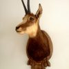 Trophy head of a Chamois