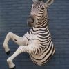 Unique mounted zebra. It is a half mount of a zebra stallion.