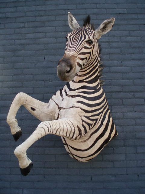 Unieke opgezette zebra. Het is een halfmount van een zebra hengst.