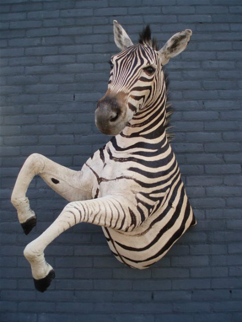 Unique mounted zebra. It is a half mount of a zebra stallion.