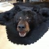 Big rug mount of a black bear.