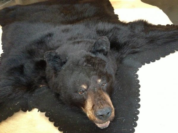 Big rug mount of a black bear.