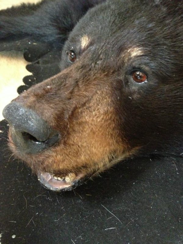 Big rug mount of a black bear.