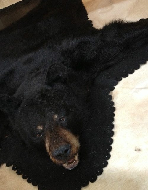 Grote huid van een zwarte beer.
