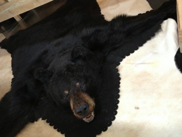 Big rug mount of a black bear.