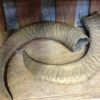 Set of 2 mouflon horns.