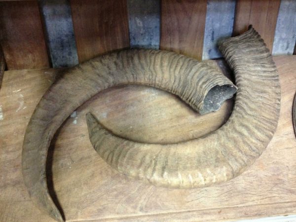 Set of 2 mouflon horns.