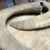 Set of 2 mouflon horns.