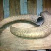 Set of 2 mouflon horns.