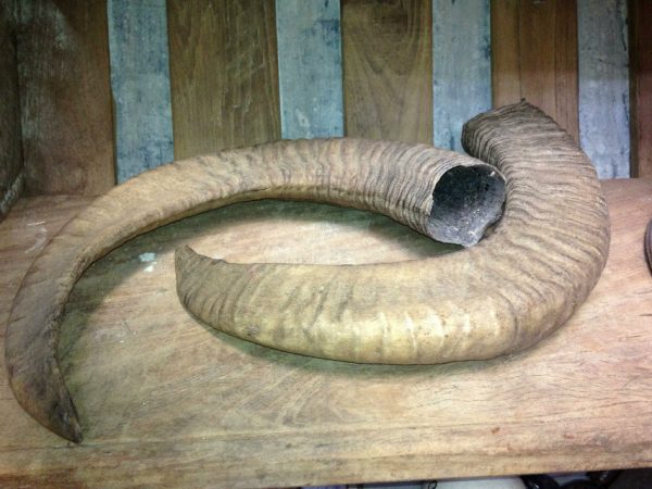 Set of 2 mouflon horns.