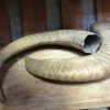 Set of 2 mouflon horns.