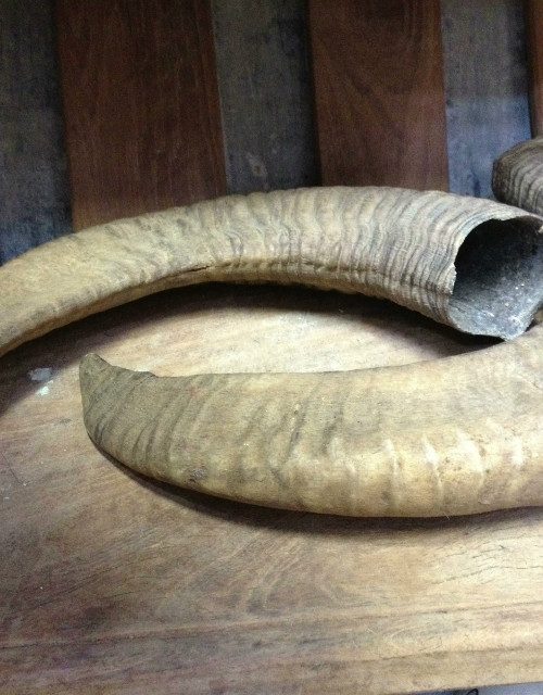 Set of 2 mouflon horns.