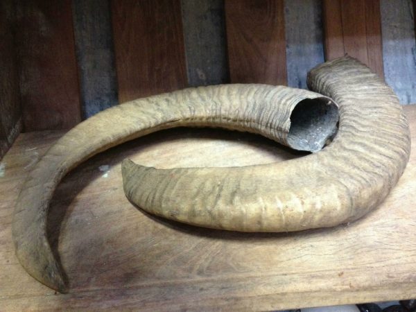 Set of 2 mouflon horns.
