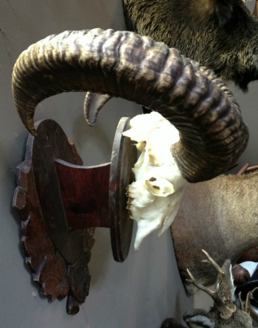 Schedel van een kapitale mouflon ram.