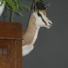 taxidermie Spaanse vechtstier. Opgezette stierenkop