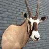 Opgezette kop van een oryx.