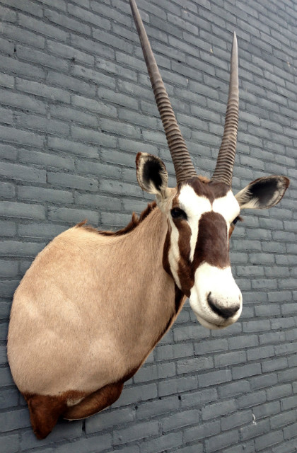Shoulder mount of an oryx.