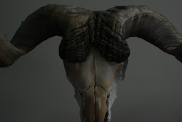 Hugh skull of a very old ram on a hard stone base.