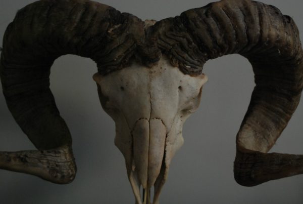 Unique old skull of a massive sheep ram on a hard stone base.