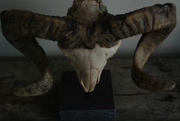 Unique old skull of a massive sheep ram on a hard stone base.