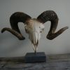 Enormous skull of an old ram on a hard stone base.