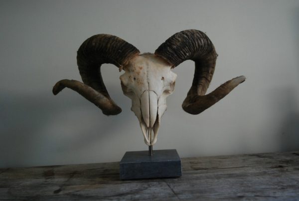 Enormous skull of an old ram on a hard stone base.