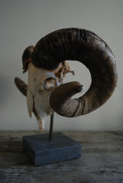 Enormous skull of an old ram on a hard stone base.