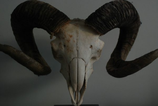 Enormous skull of an old ram on a hard stone base.