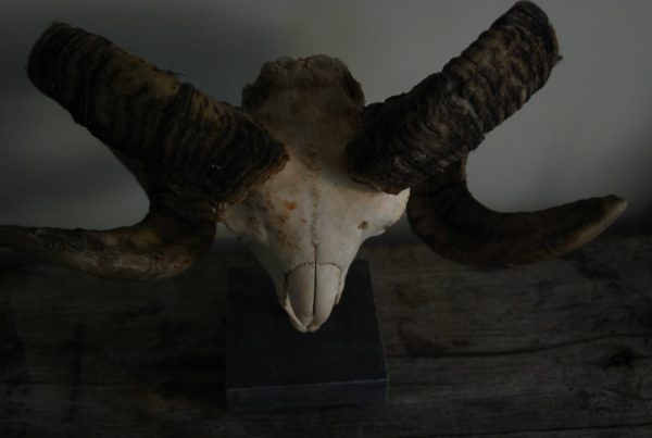 Enormous skull of an old ram on a hard stone base.